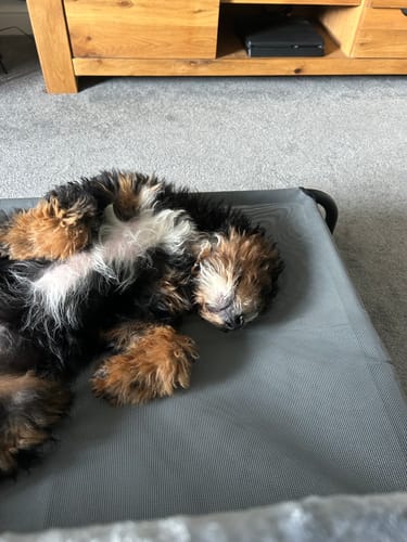 Customer photo review of HiK9 Bed with Grey Mesh Cover