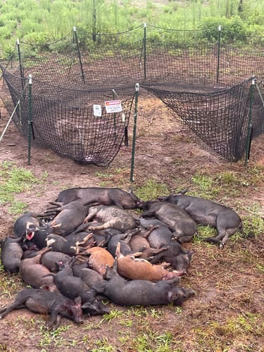 Customer photo review of Pig Brig Trap System