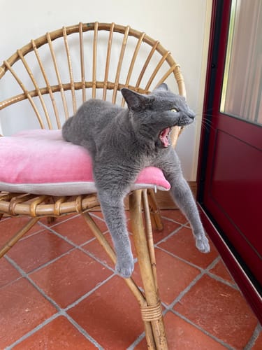 Avis photo d'un client sur Pâtée Chat Stérilisé Sans Céréales - Poisson Blanc