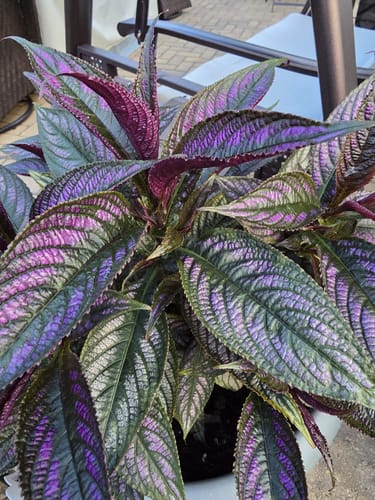 Customer photo review of Houseplant Pest Spray