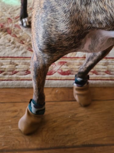 Customer photo review of Leather Dog Booties - Doccasins - 1 pair
