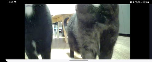 Customer photo review of PaWz 7L Smart Pet Feeder with Camera