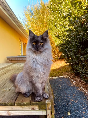 Avis photo d'un client sur Croquettes Maine Coon Stérilisé Sans Céréales - Poulet