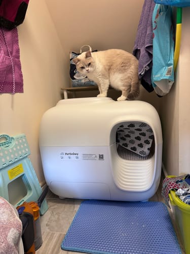 Customer photo review of Self-Cleaning Litter Box