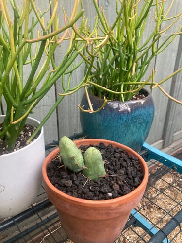 Customer photo review of Penis Cactus | Short Form | Trichocereus bridgesii monstrose