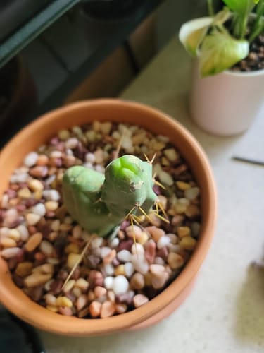 Customer photo review of Penis Cactus | Short Form | Trichocereus bridgesii monstrose