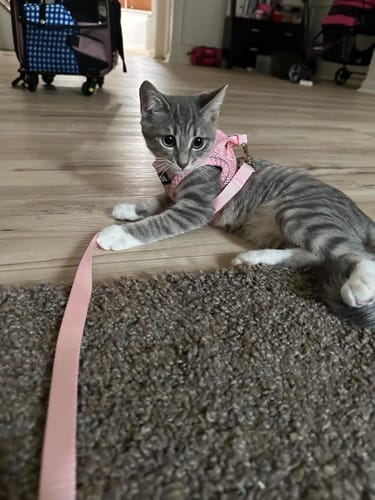 Customer photo review of FIDA Cat Harness and Leash Set for Walking Kitten and Puppy