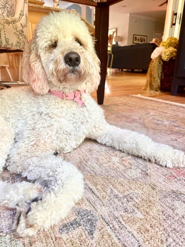 Customer photo review of Bedazzled CZ Dog Collar Pendant