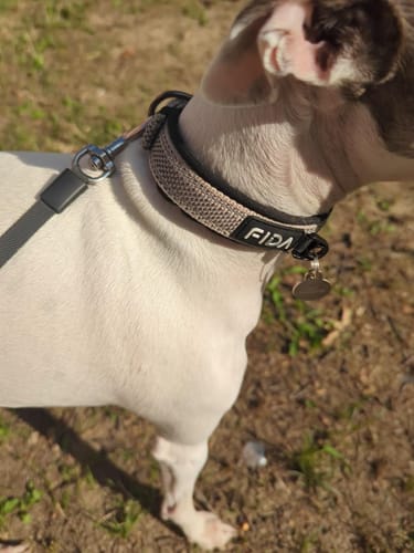 Customer photo review of FIDA Heavy Duty Dog Collar