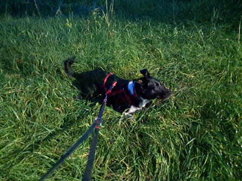 Customer photo review of Premium Hundegeschirr gepolstert