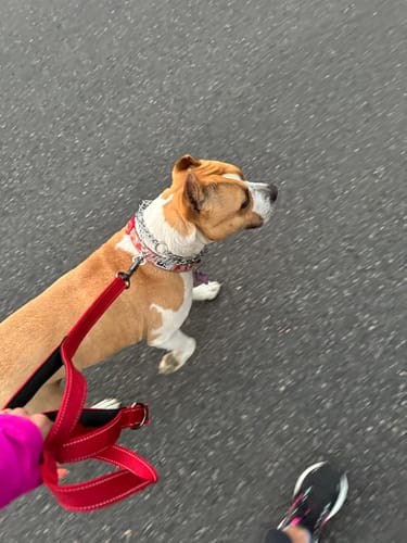 Customer photo review of FIDA Heavy Duty Dog Leash