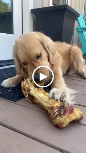 Customer video review of Large Ostrich Cane (11.5" x 5"): The Ultimate Long-Lasting Chew for Medium, Large & XL Dogs