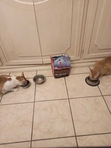 Customer photo review of Crocchette gatto formula Pesce Azzurro dell'Oceano Pacifico e Mirtilli