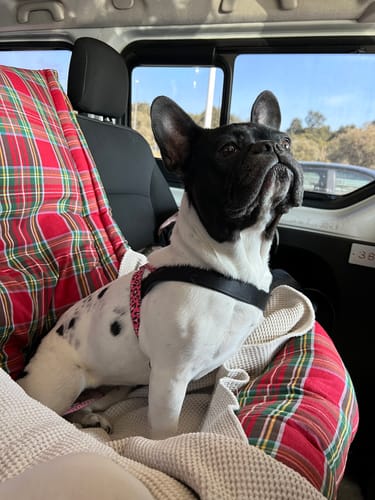 Customer photo review of Seggiolino Auto Cotone Scozzese Rosso