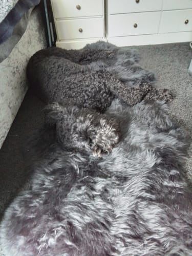 Customer photo review of Double Dark Grey Sheepskin
