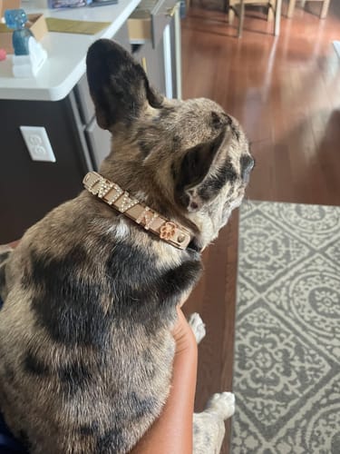 Customer photo review of CUSTOM DOG COLLARS WITH STUDDED JEWELRY