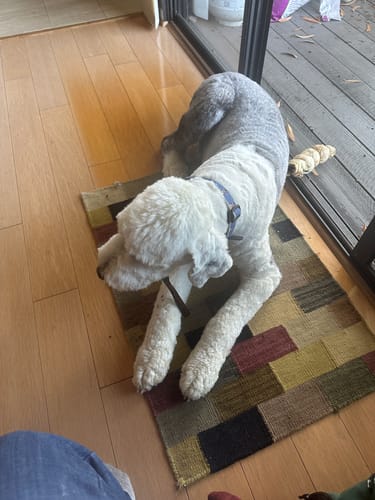 Customer photo review of 12 Inch Beef Jerky Stick