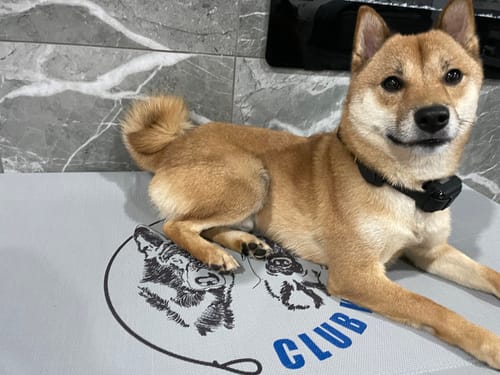 Customer photo review of Do Not Pet Jiby Dog Charm
