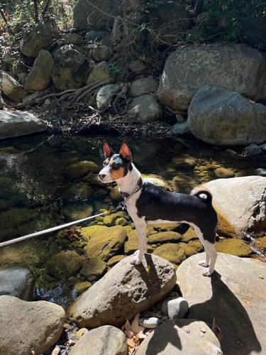 Customer photo review of FIDA AutoBrake Leash