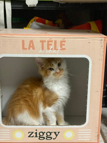 Avis photo d'un client sur Croquettes Chaton Sans Céréales - Poulet & Huile de Saumon
