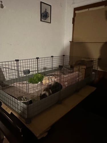 Customer photo review of Piggy Condo C&C Cage