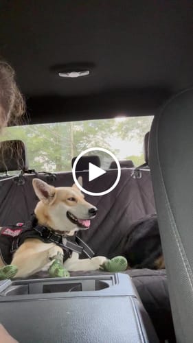 Customer video review of Special Edition WagWellies® Mojave