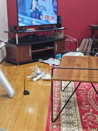 Customer photo review of Interactive Bird Simulation Cat Toy Set