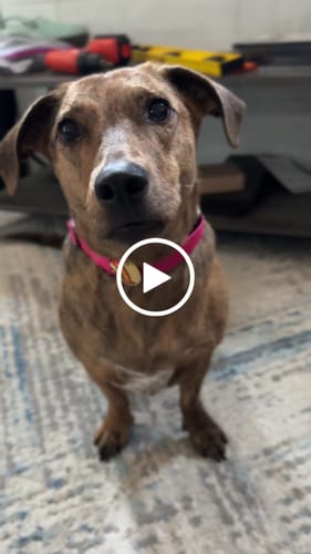 Customer video review of Sup Dog Jiby Dog Charm