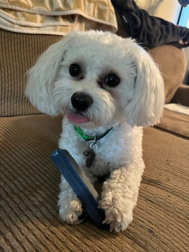 Customer photo review of BLUEBERRY YAK CHEWS