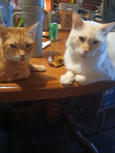 Customer photo review of Skin Allergy Rash and Irritations - Cats