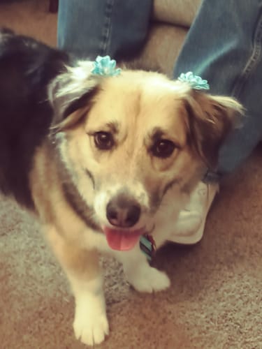 Customer photo review of Fresh Friends - Pet Wipes