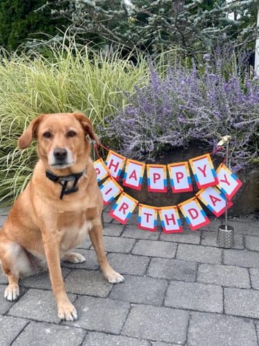 Customer photo review of First Day of School Banner