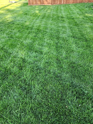 Customer photo review of GCI Turf Type Tall fescue Grass Seed