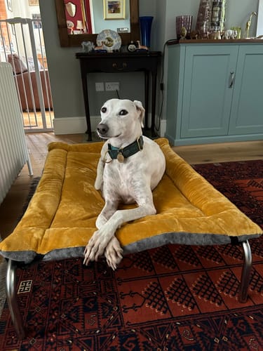 Customer photo review of Mustard Cuddle Soft & Charcoal Velour Luxury Reversible Pad