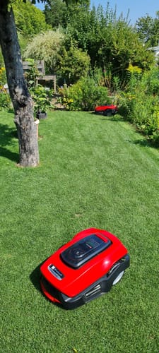 Customer photo review of Animatio Profi-Rasendünger