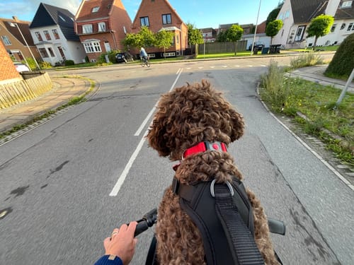 Customer photo review of Kvisp Dog Bike Carrier