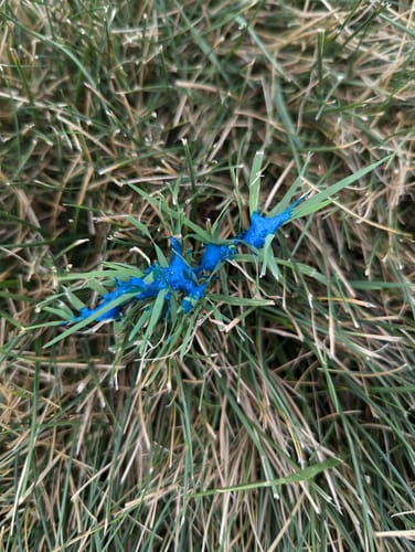 Customer photo review of Foam Herbicide Applicator