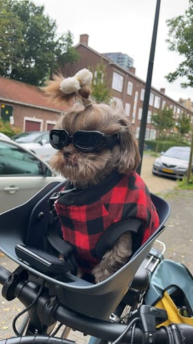 Customer photo review of Kvisp Dog Bike Carrier