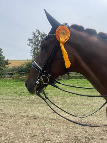 Customer photo review of Strotonin Horse Support