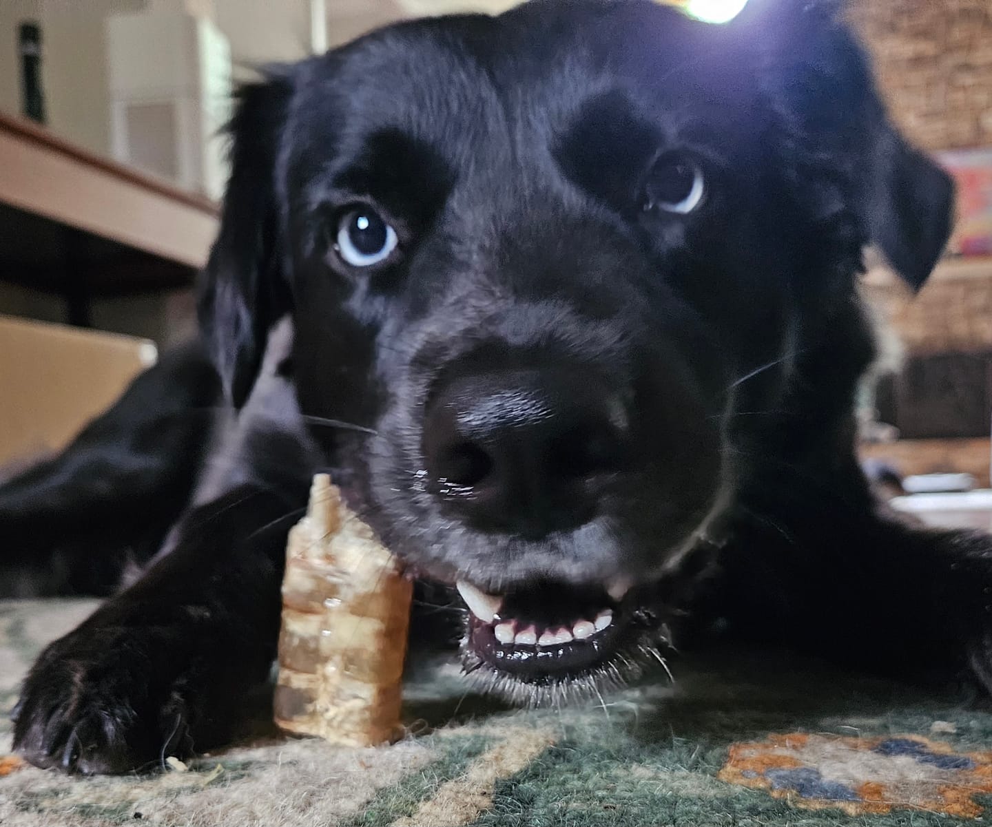 Customer photo review of Beef Trachea Tubes - 6 in