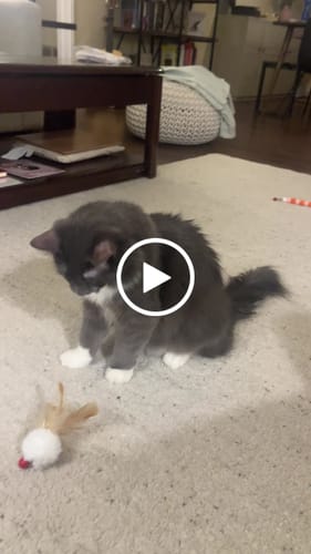 Customer video review of Magnetic Catch Wand