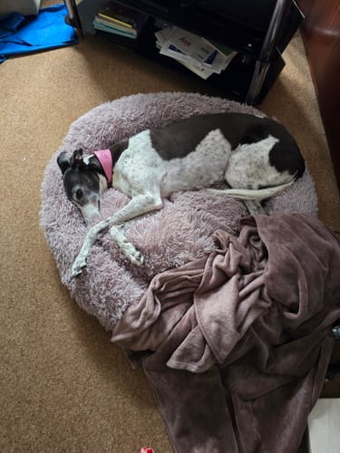 Customer photo review of Calming Donut Bed - Mocha