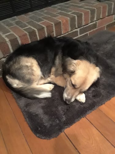 Customer photo review of Fresh Friends - Pet Wipes