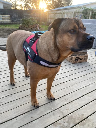 Customer photo review of No Pull Dog Harness Australia
