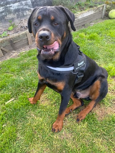 Customer photo review of No Pull Dog Harness Australia