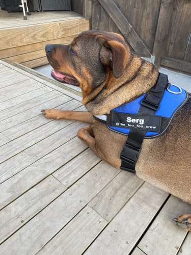 Customer photo review of No Pull Dog Harness Australia