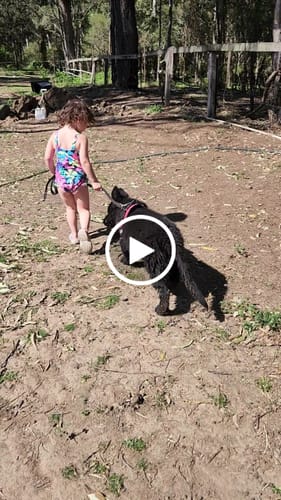 Customer video review of No Pull Dog Harness Australia