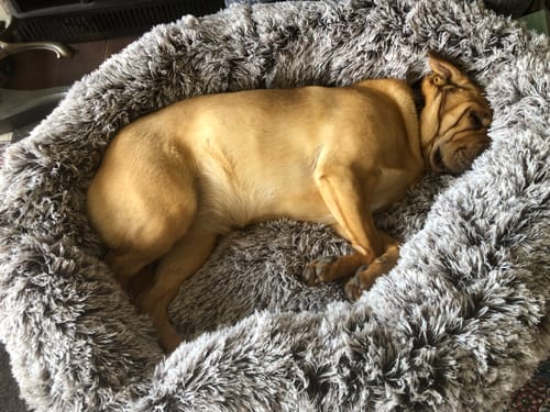 Customer photo review of PaWz Removable Cover Calming Pet Bed