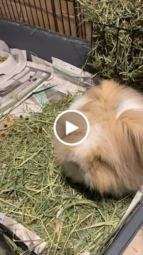 Customer video review of Timothy Hay Box 'Coarse Cut'