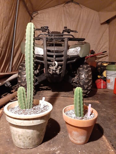 Customer photo review of Non-PC San Pedro Cactus | Trichocereus pachanoi